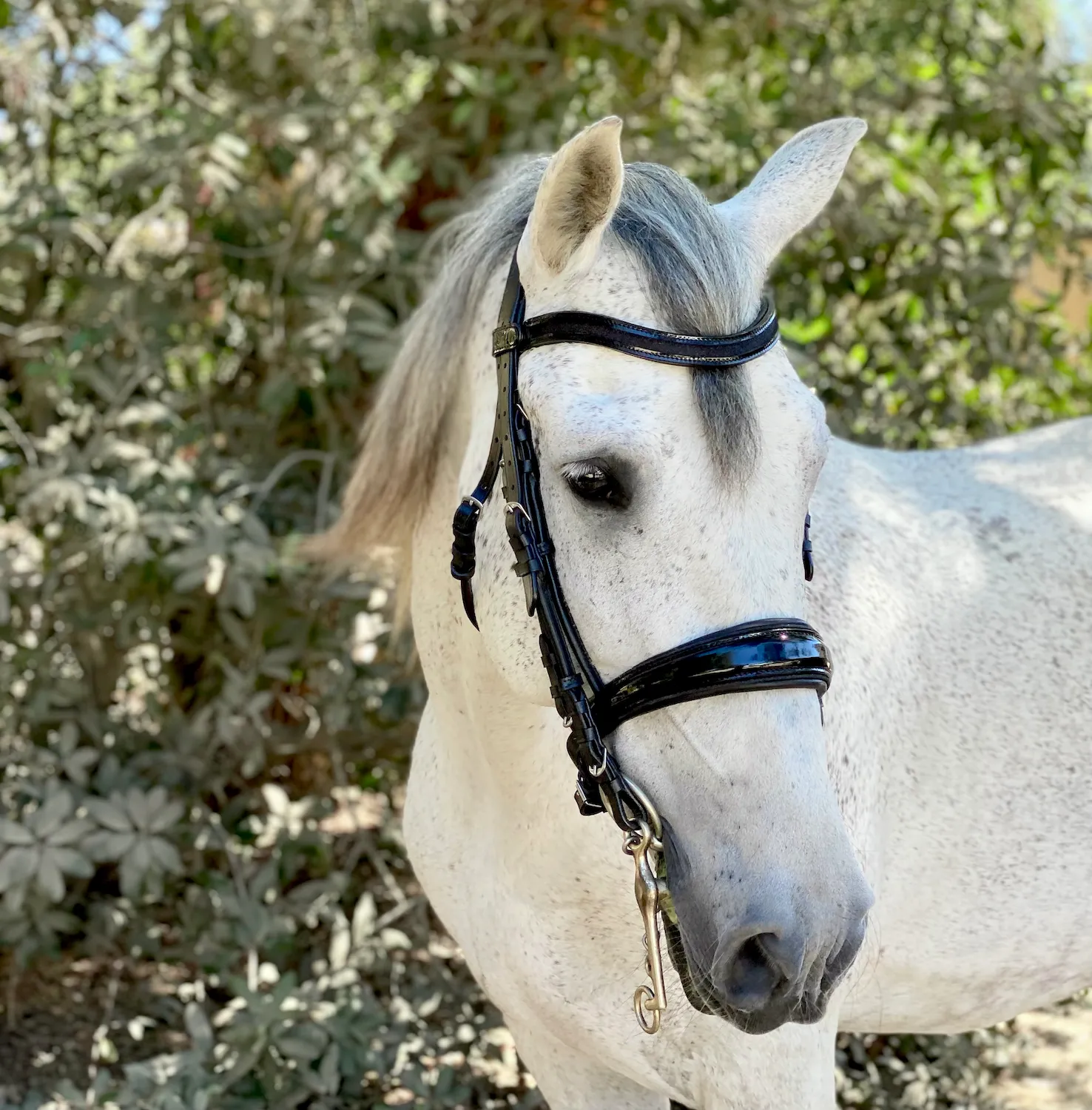 Natalia Black Patent Sparkle Double Bridle - Rolled Leather