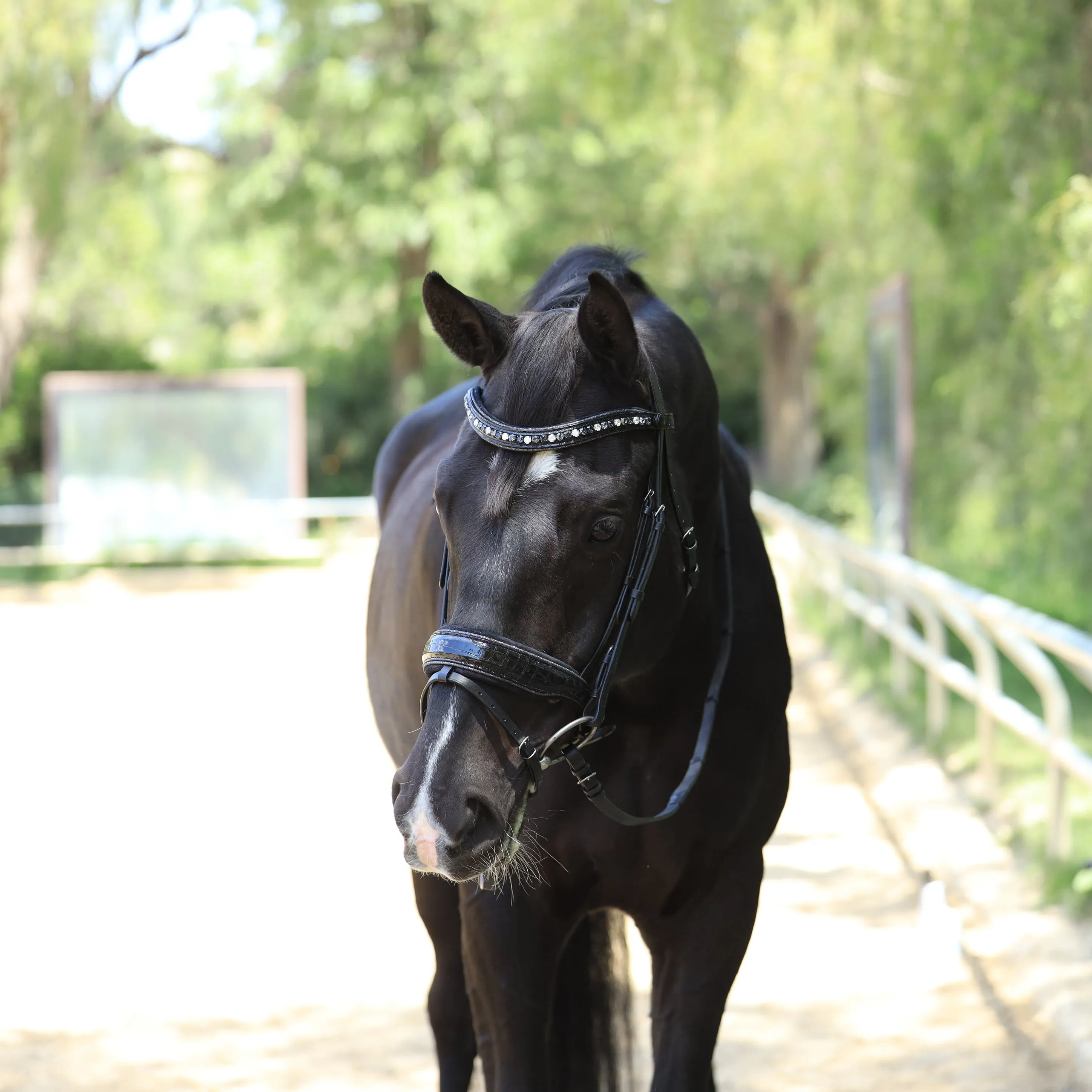 The Argentia Snaffle Bridle